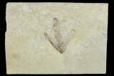 Fossil Fern Leaf (Lygodium) - Green River Formation, Utah #117993-1